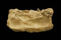 Rongeur fossile du Miocène nord-américain - Euhapsis barbouri (-23 Ma)